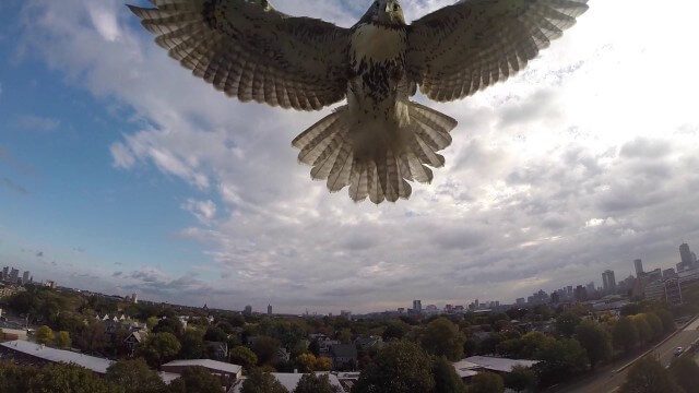 Hawk Attacks a Drone