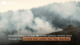 Quantifying Climate Benefits from UNESCO World Heritage Forests