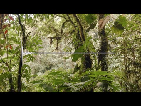 Listening to the Amazon: Tracking Deforestation Through Sound